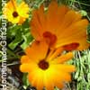 Calendula petals are a tasty addition to salads and a fancy touch for party foods...