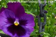 Pansies are both edible and extremely beautiful when pressed for flower crafts...