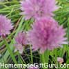 Chive flowers as well as the stems are delicious additions to many dishes... Chive flowers as well as the stems are delicious additions to many dishes...